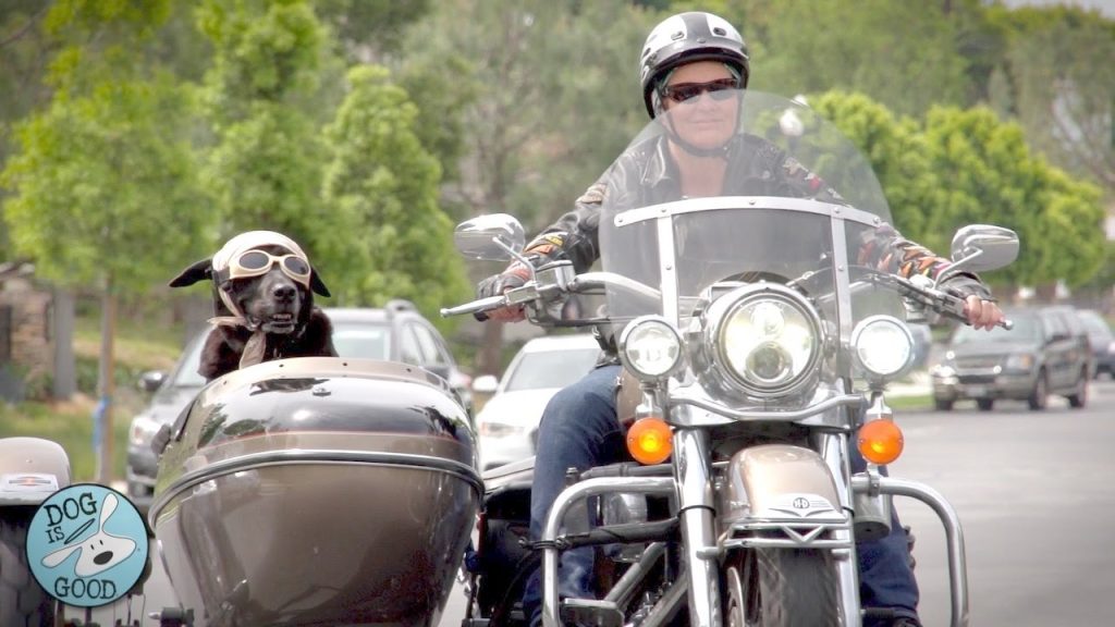 (Interview-Style) Website Promo Video – Dog is Good (Gila & Jon Kurtz)