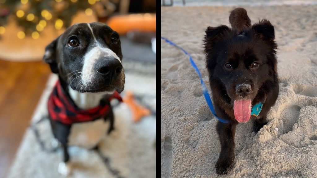 first friend canine consulting thumbnail