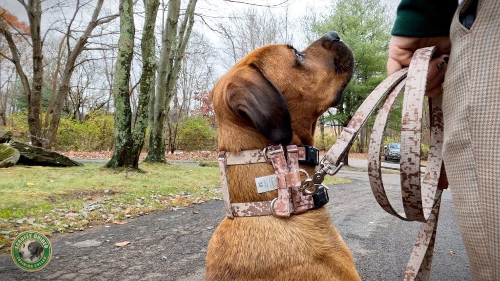 (Faceless) Product Video – Scruffy Guider Dog Collar