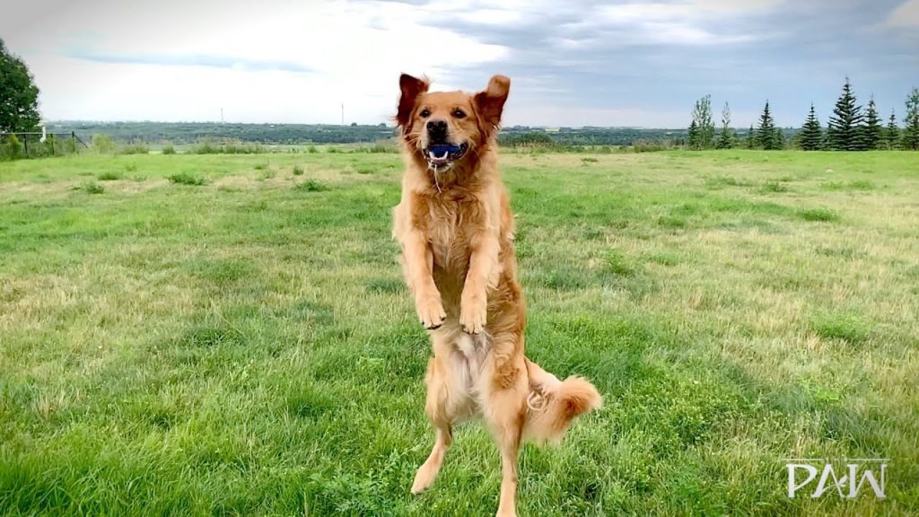 Team-Led Branding Trailer Video - The Paw Resort & Wellness Centre